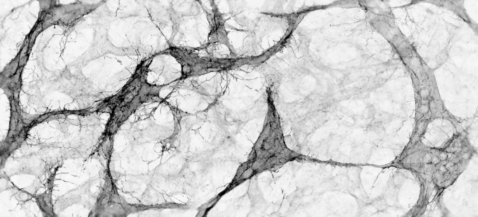 Stone Group Institute of Developmental and Regenerative Medicine (IDRM)