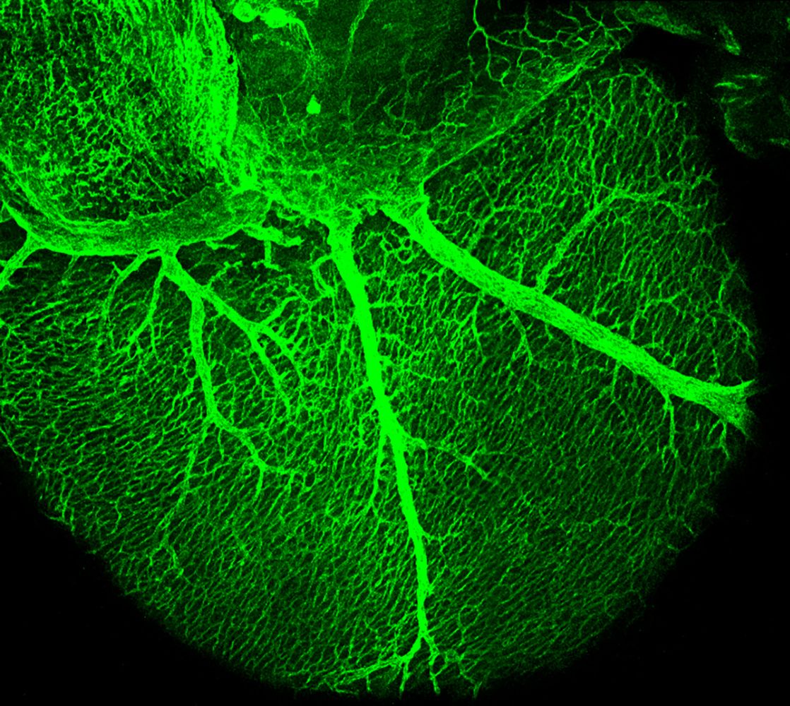 Growth of coronary vessels during development