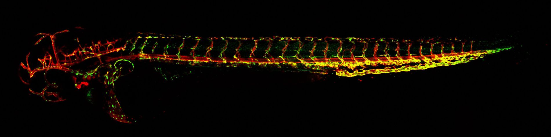 Developing blood vessels in zebrafish by Dr Sarah De Val.jpg