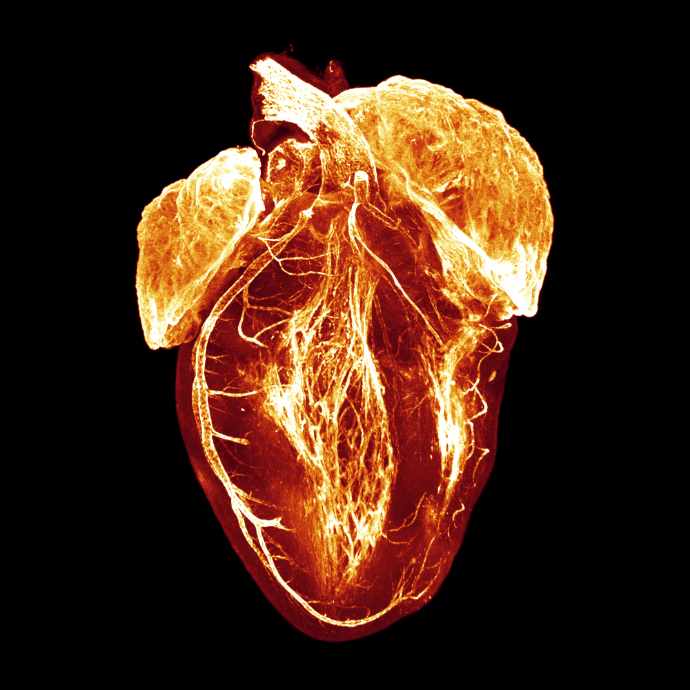 3d-rendering-of-a-post-natal-mouse-heart.png