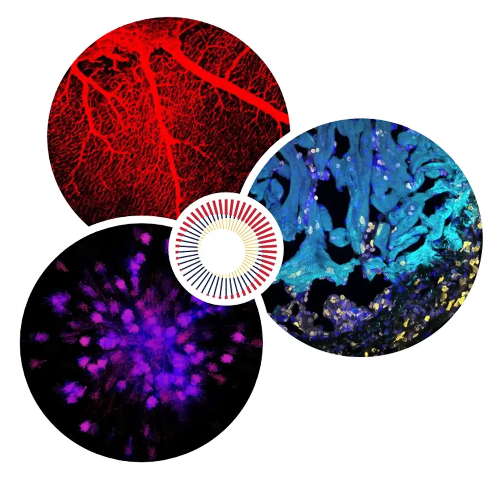 Microscopic cardiology, neurology and immunology research imagery