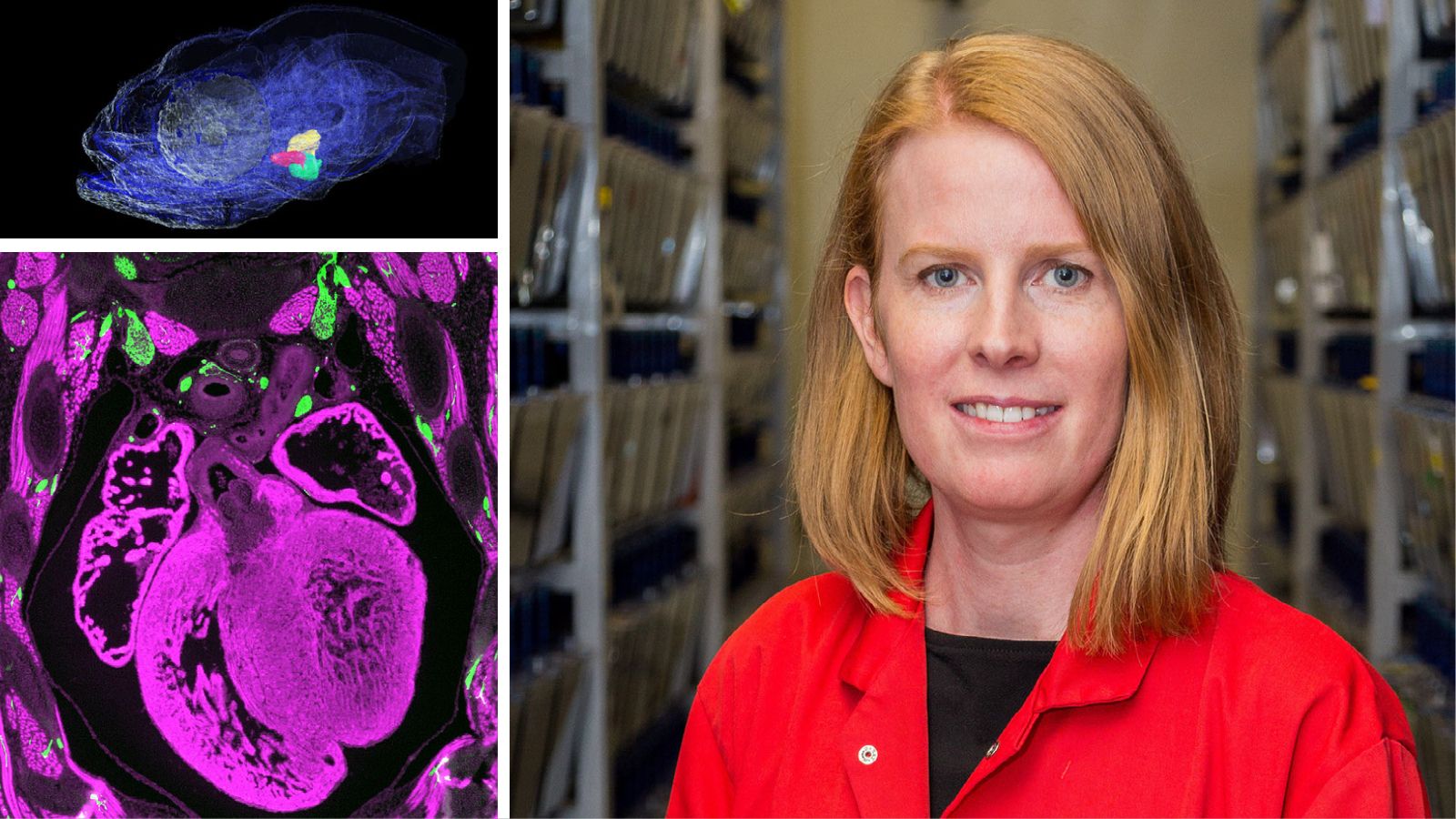 IDRM PI co-editing special issue of Developmental Dynamics