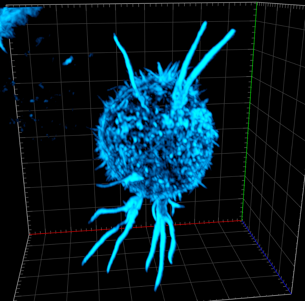 Human CD8 (Killer) T-cells with labelled actin cytoskeleton by Alexa Fluor™ 488 Phalloidin Sample prepared by Alexander Leithner and imaged by Kseniya Korobchevskaya on confocal microscope (ZEISS LSM 980 with Airyscan 2) at 63x ma.