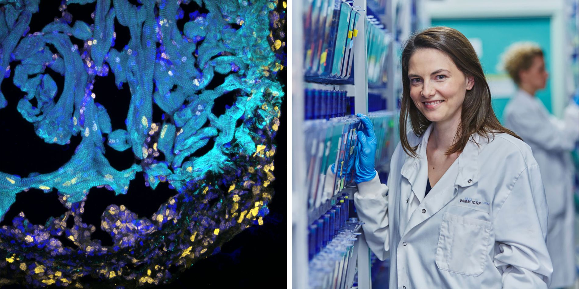 Filipa Simoes and Injured Zebrafish Heart.jpg