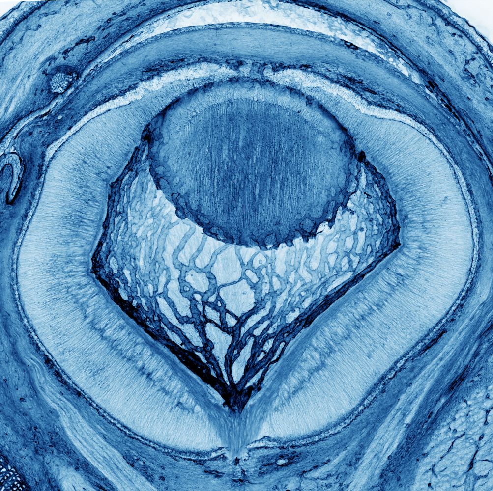peering-into-the-microscopic-intricacies-of-ocular-creation.jpg